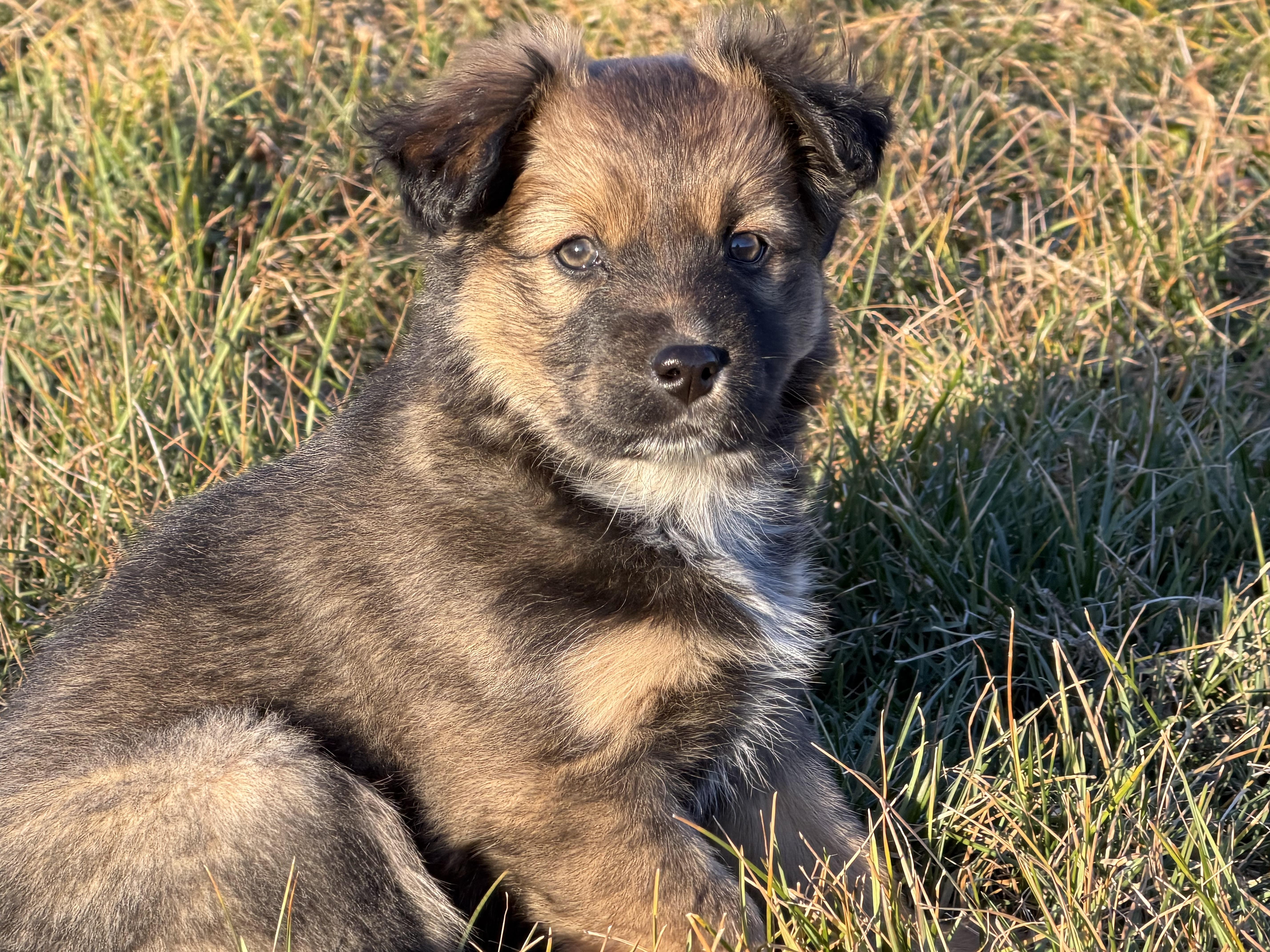 Enlarge Miss March - Snuggle-bug, a Adoptable mixed breed in Grottoes, VA image 4/6