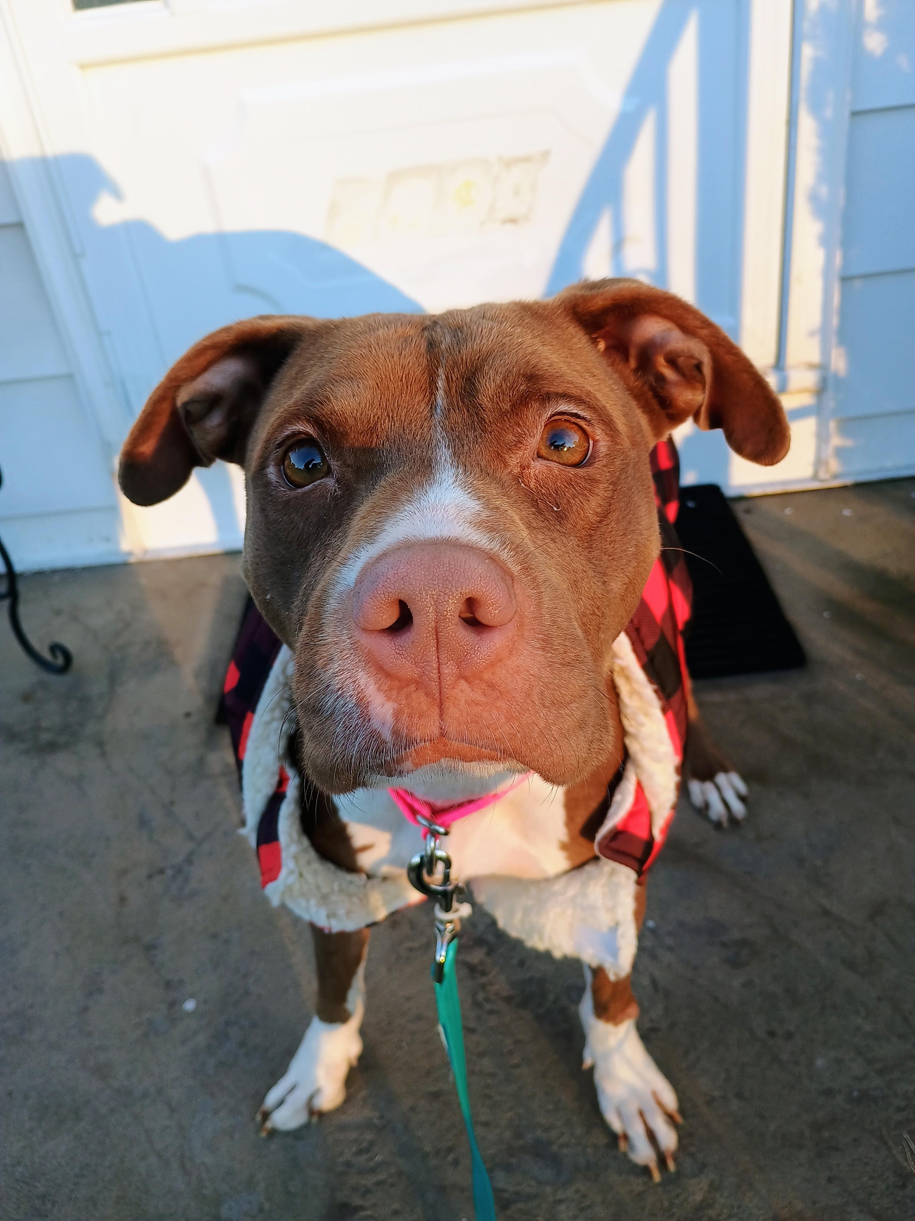 Enlarge URGENT Indie, a Adoptable Mixed Breed in Willoughby, OH image 2/5