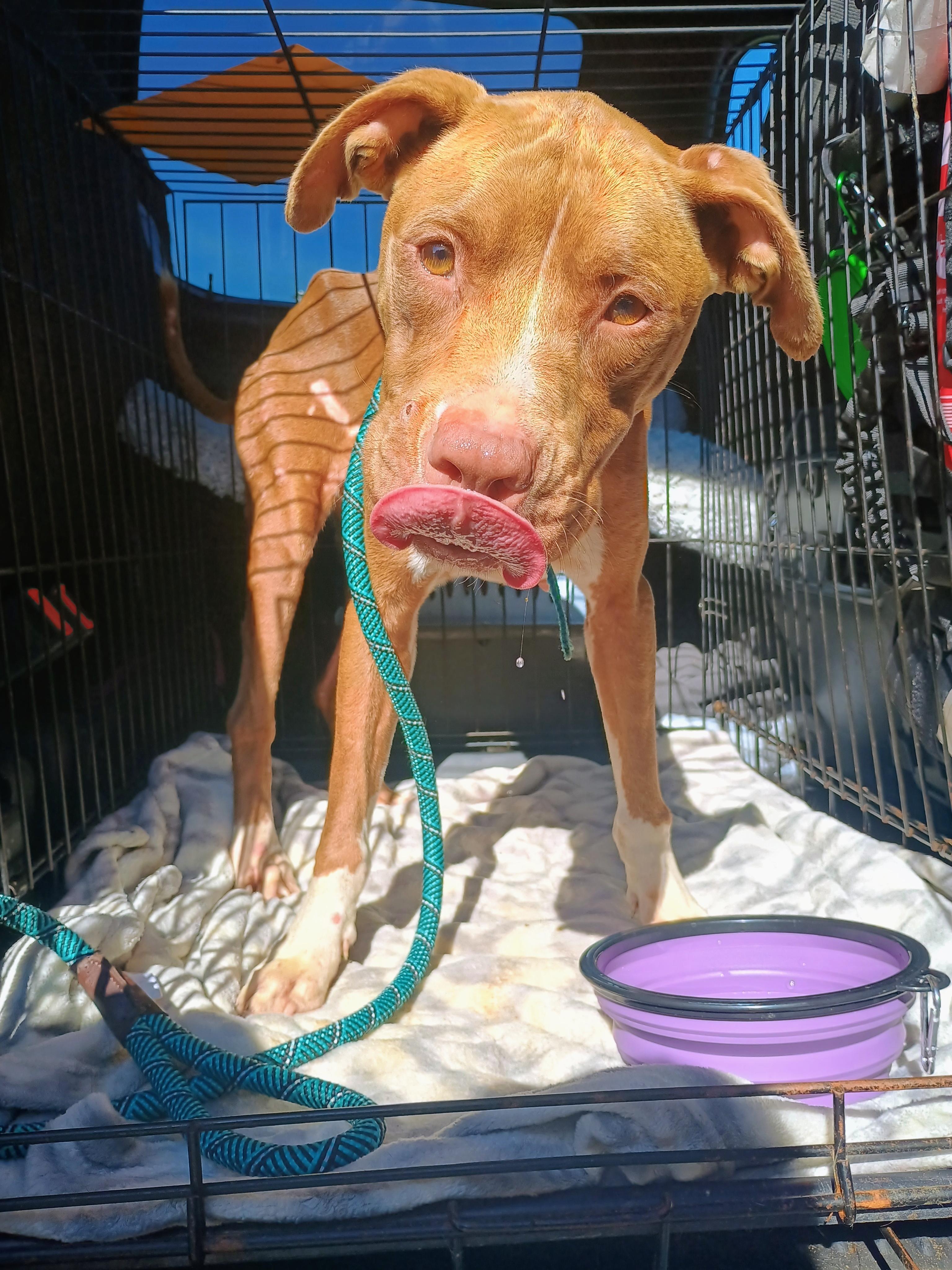 Enlarge URGENT Indie, a Adoptable Mixed Breed in Willoughby, OH image 3/5