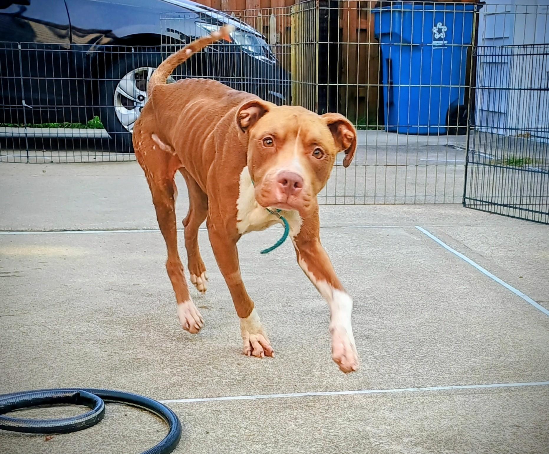 Enlarge URGENT Indie, a Adoptable Mixed Breed in Willoughby, OH image 4/5