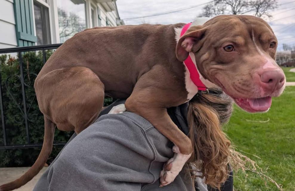 Enlarge URGENT Indie, a Adoptable Mixed Breed in Willoughby, OH image 5/5