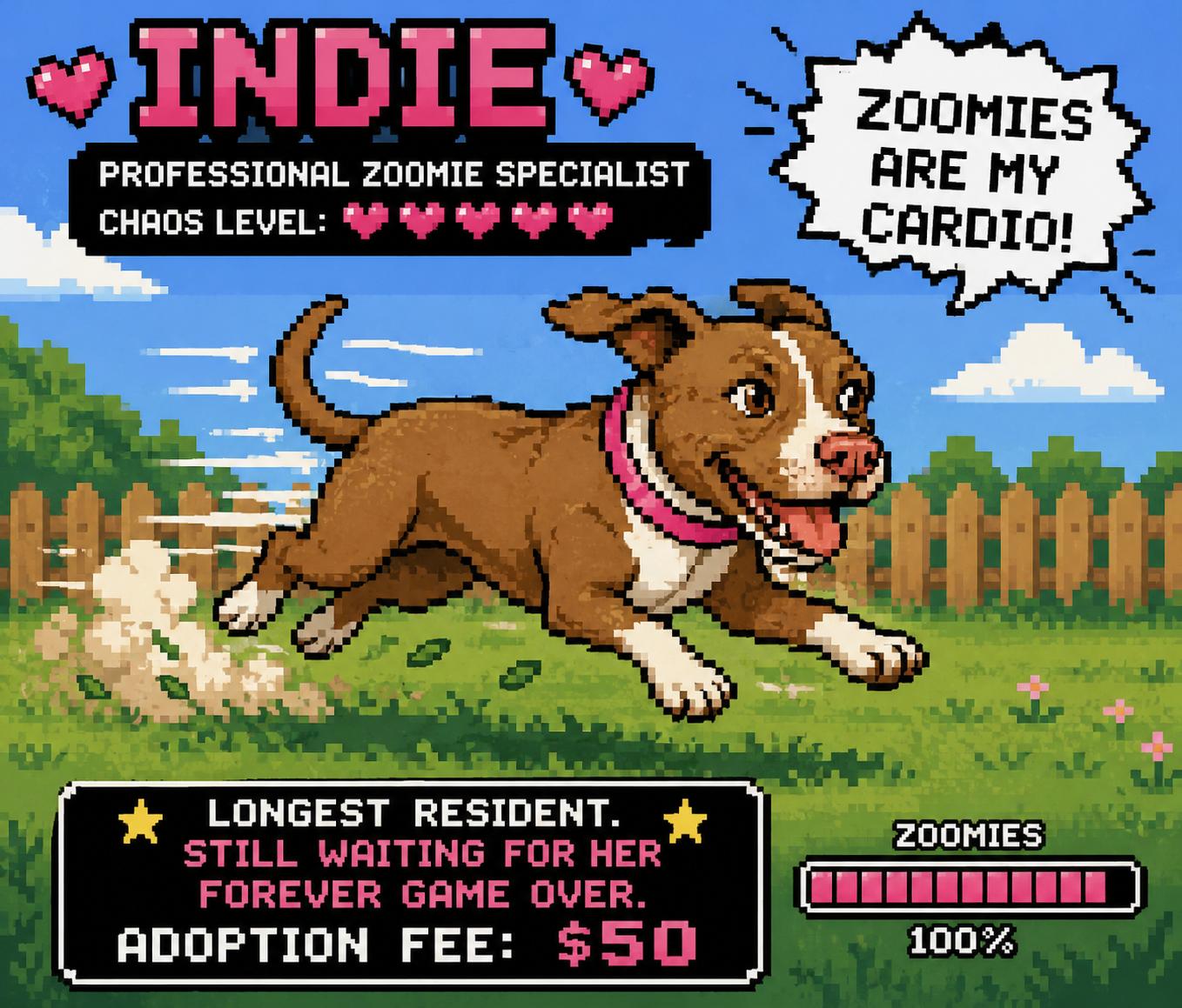 URGENT Indie, Adoptable, Young Female Mixed Breed.