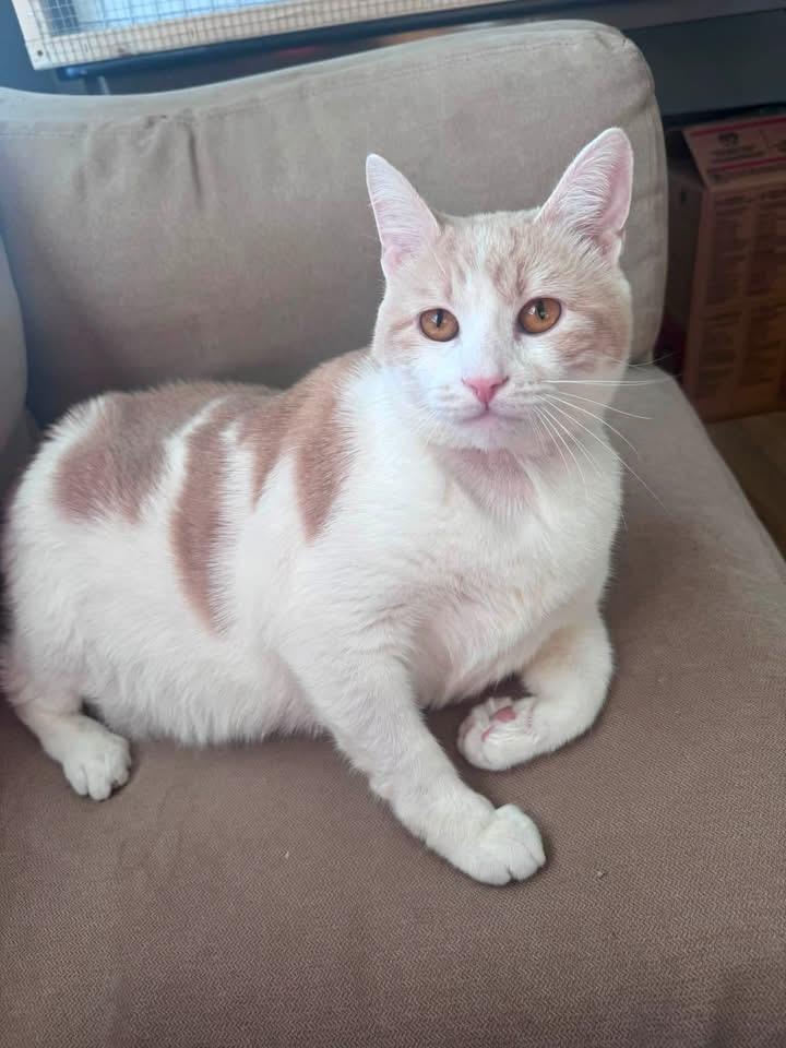 Enlarge Sol (ID 51296/1432), an adoptable Domestic Short Hair in Manassas, VA image 1/1