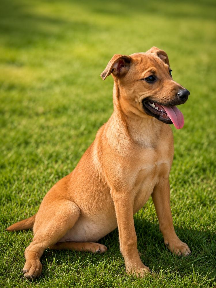 Enlarge Ginger, a Adoptable mixed breed in Wilton, CA image 2/3
