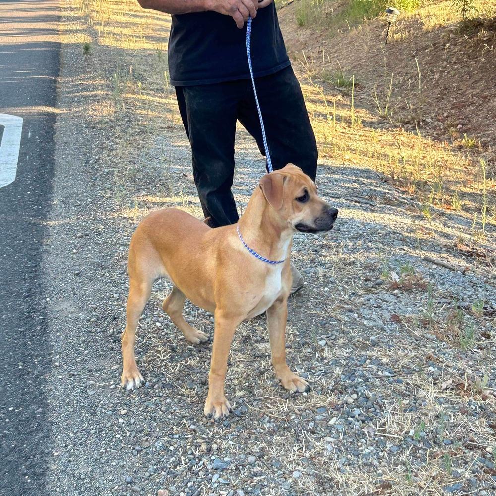 Ginger, Adoptable, Young Female Mixed Breed & Black Mouth Cur.