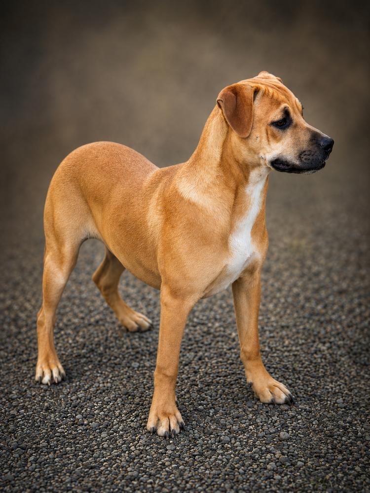 Enlarge Ginger, a Adoptable mixed breed in Wilton, CA image 3/3