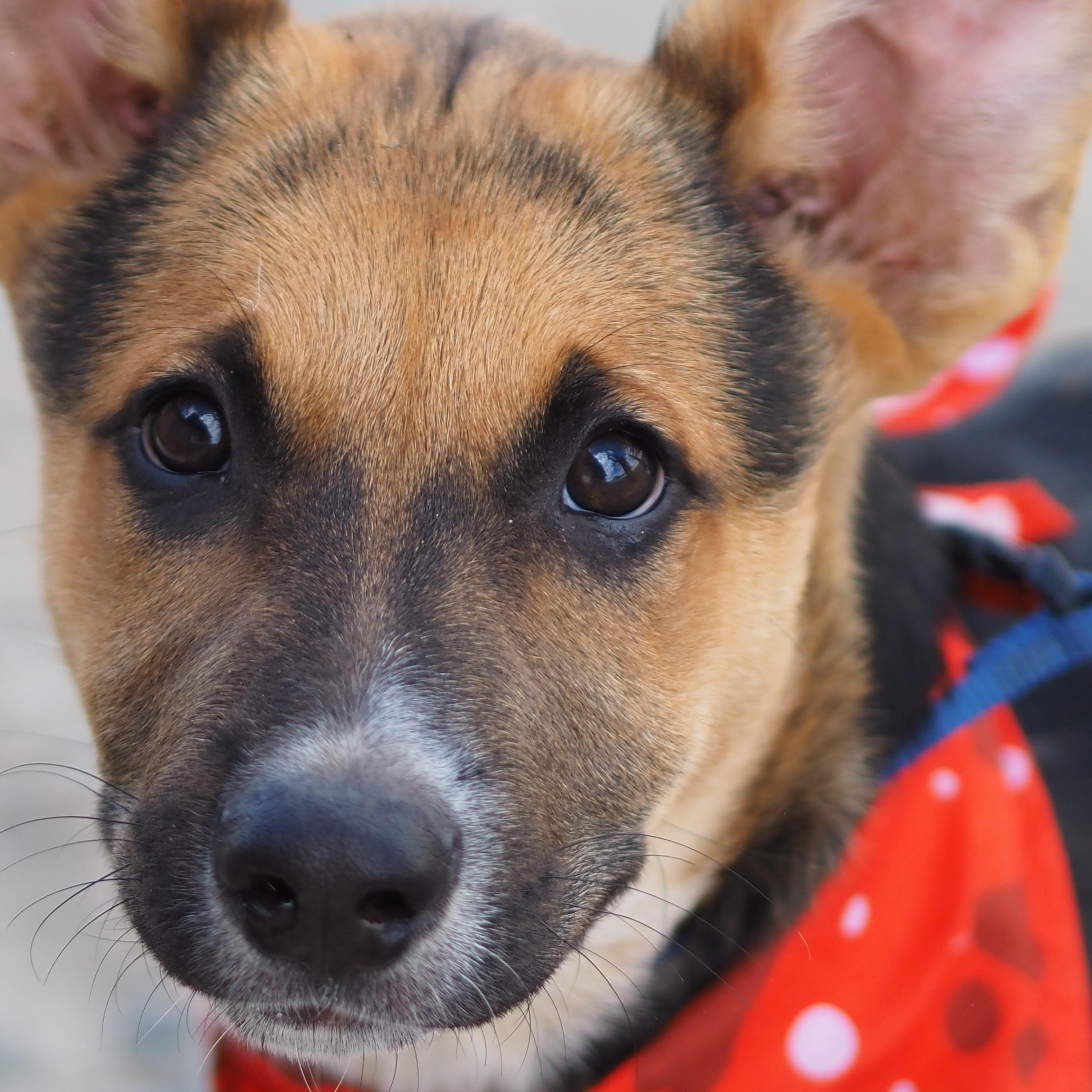 Enlarge Hoss, a Adoptable mixed breed in Buena Vista, CO image 3/3