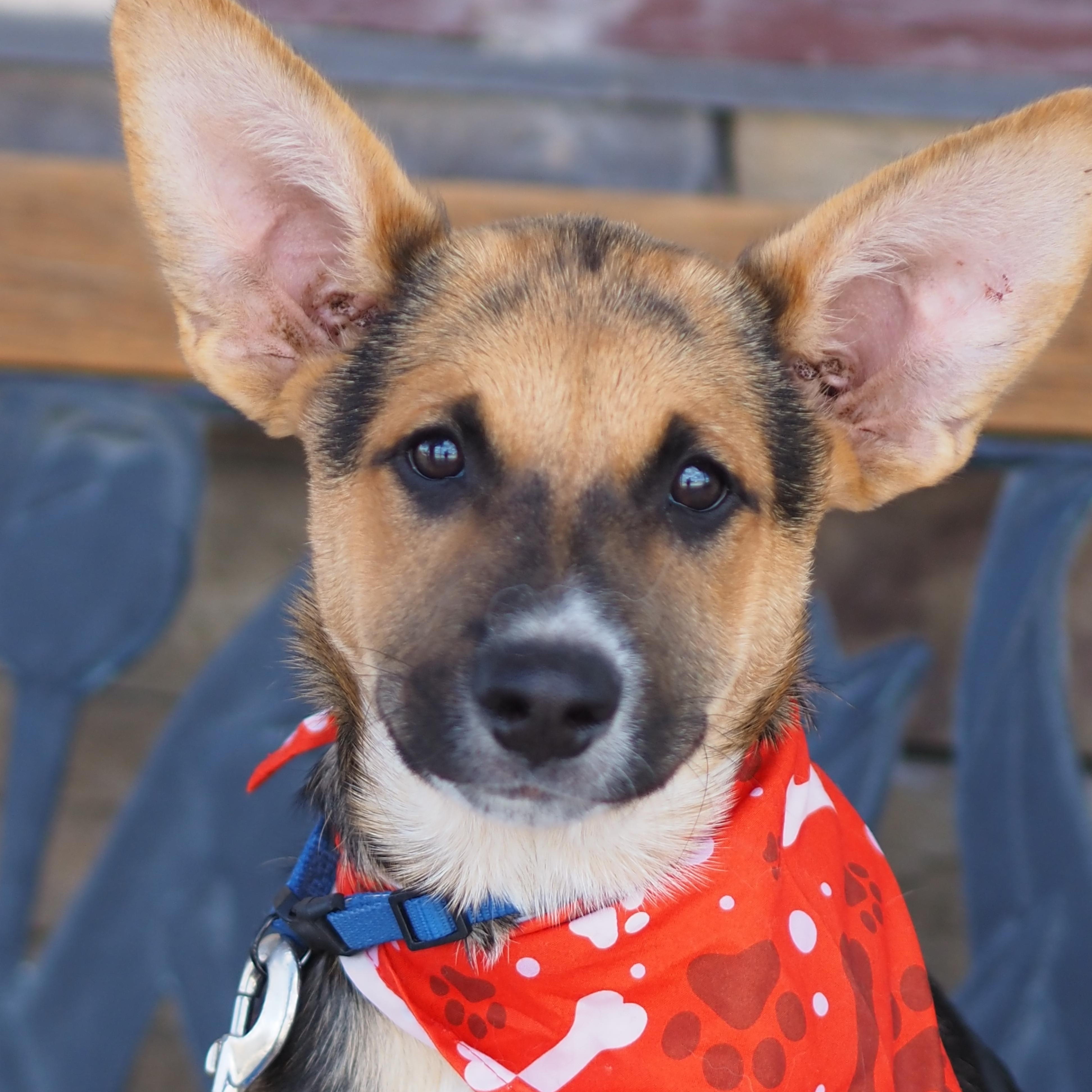 Hoss, Adoptable, Young Male Shepherd.