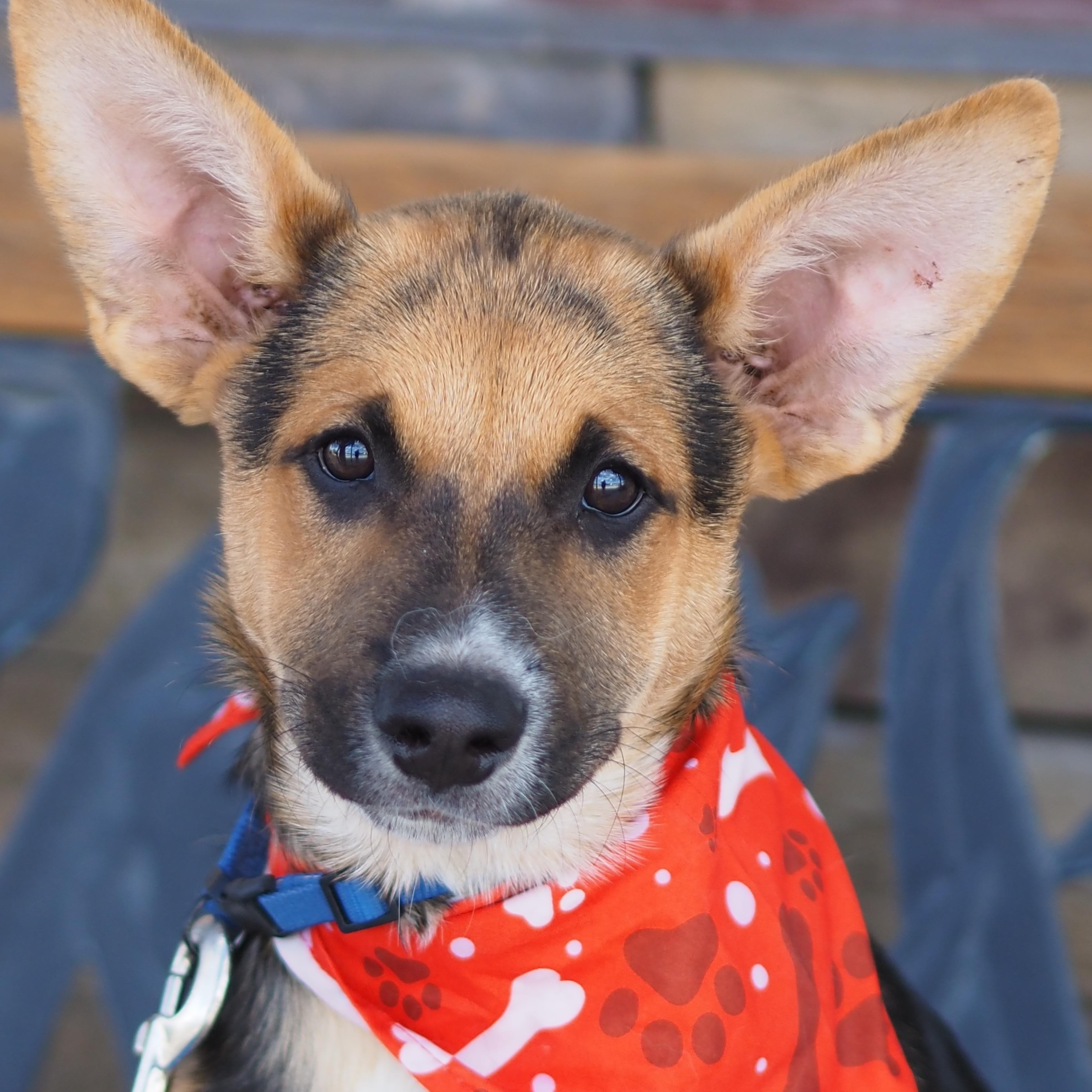 Enlarge Hoss, a Adoptable mixed breed in Buena Vista, CO image 2/3