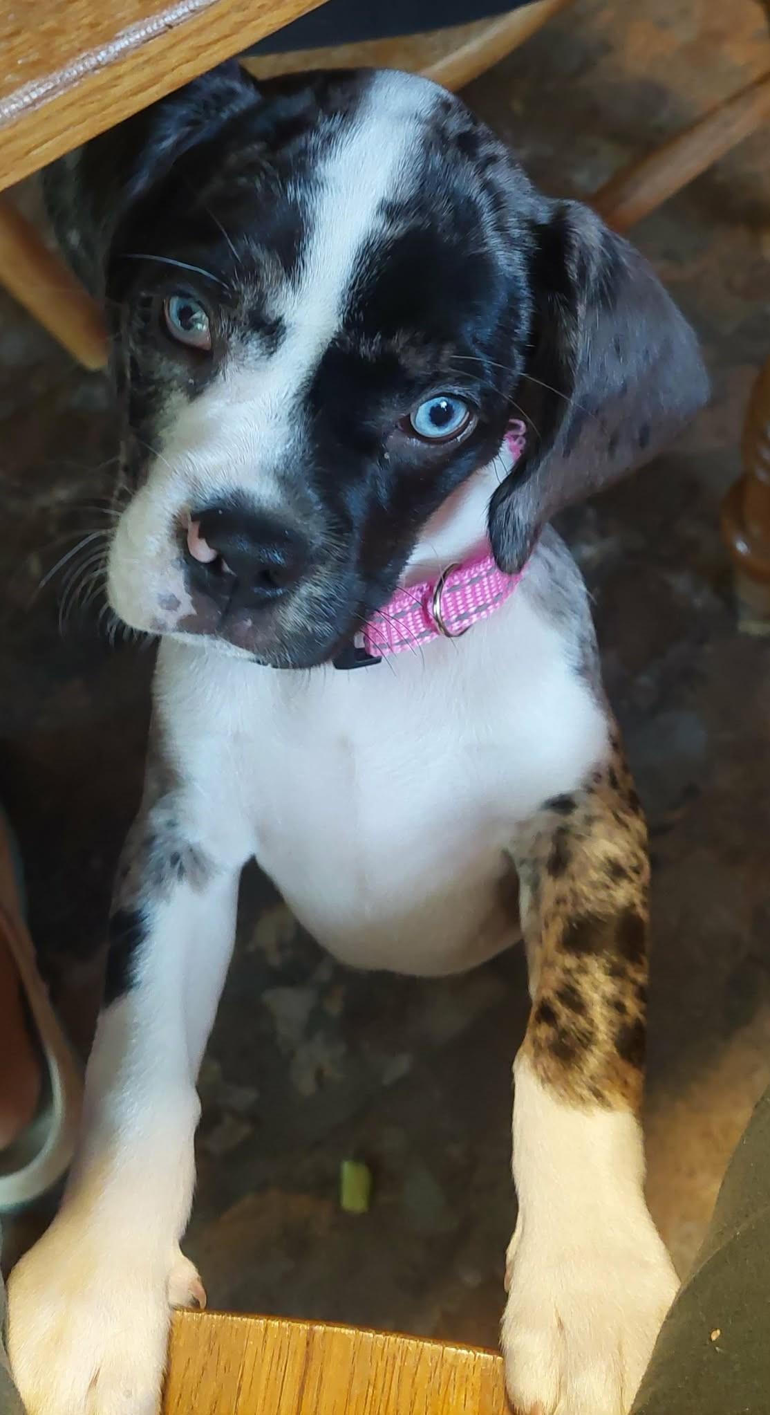 Enlarge Harper, a Adopted mixed breed in Conesus, NY image 2/3