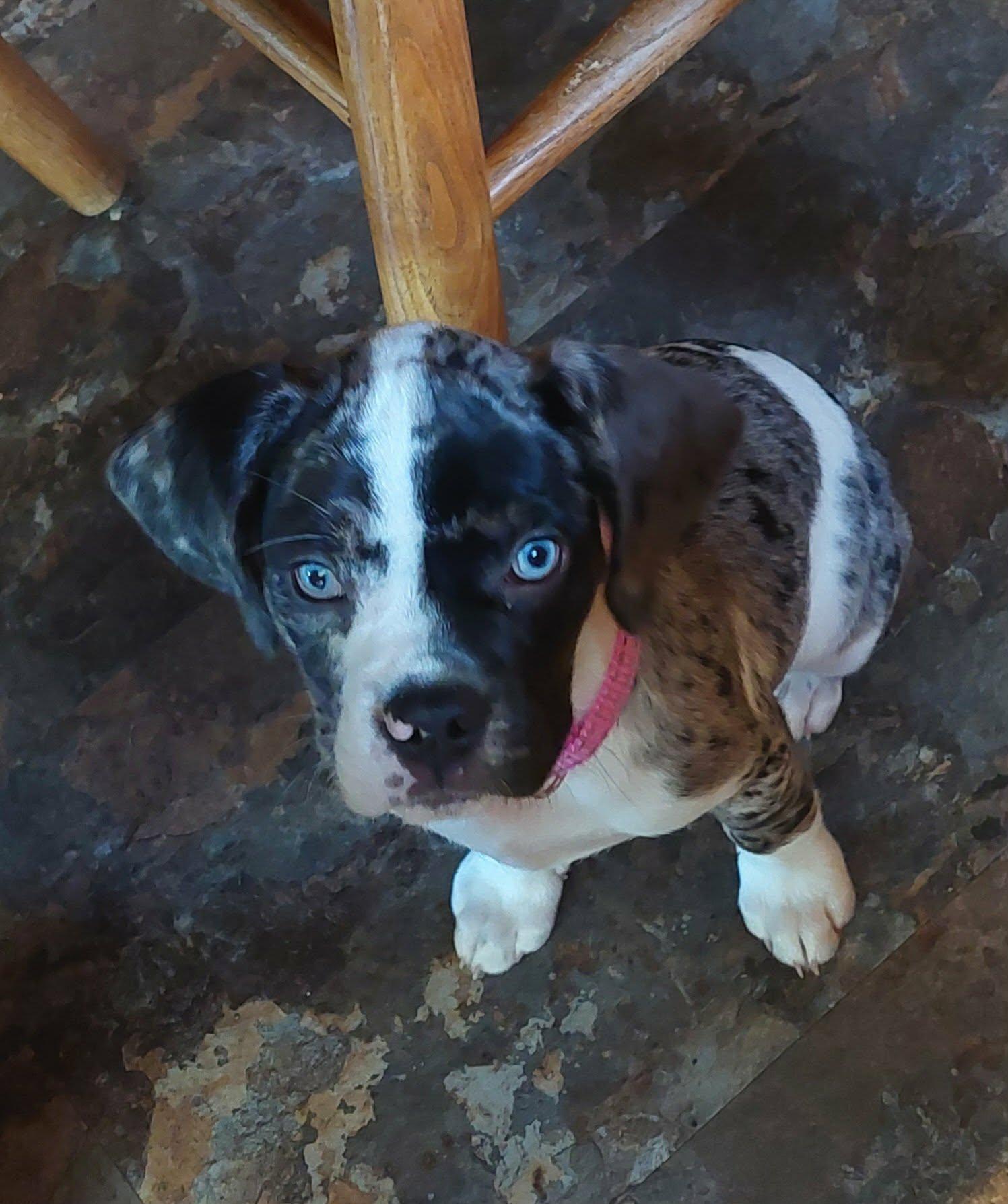 Enlarge Harper, a Adopted mixed breed in Conesus, NY image 1/3