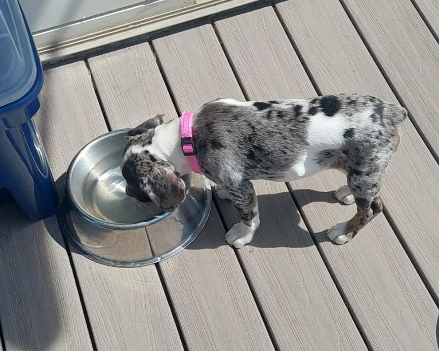 Enlarge Harper, a Adopted mixed breed in Conesus, NY image 3/3