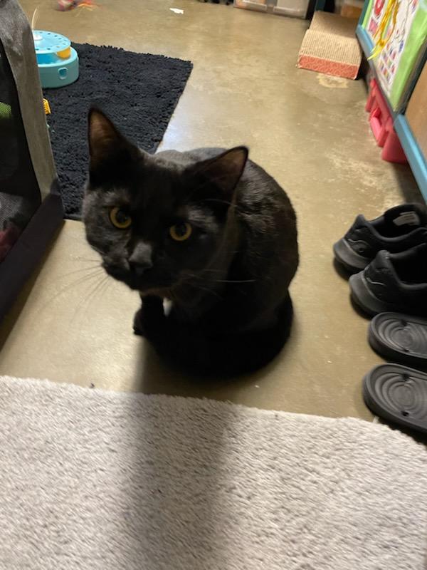 Alder, ADOPTABLE, Kitten Male Domestic Short Hair.