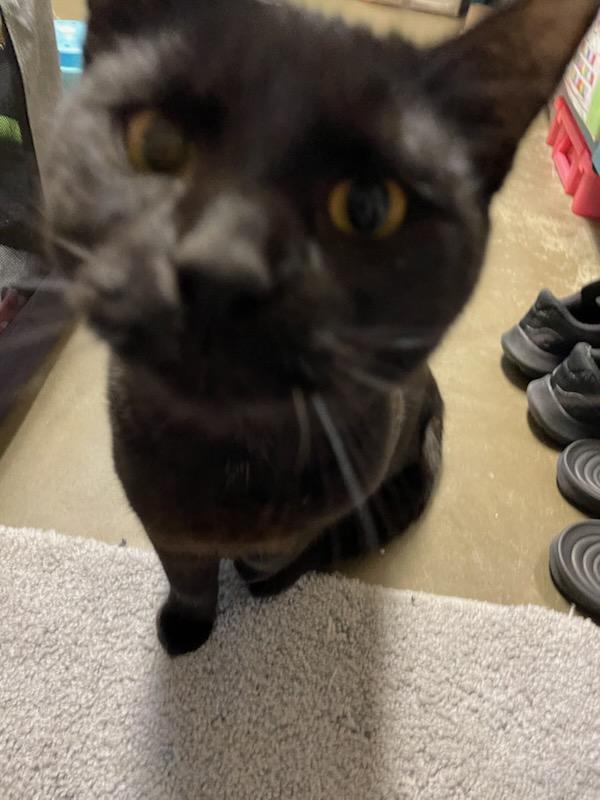 Enlarge Alder, a ADOPTABLE Domestic Short Hair in Gig Harbor, WA image 2/3