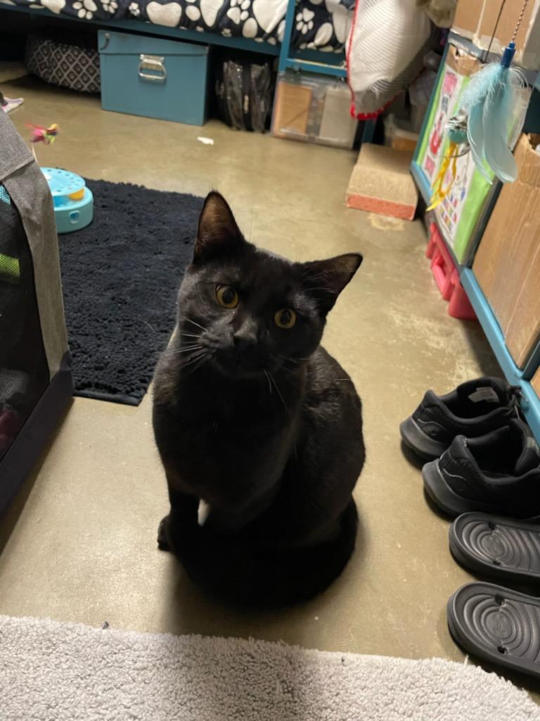 Enlarge Alder, a ADOPTABLE Domestic Short Hair in Gig Harbor, WA image 3/3