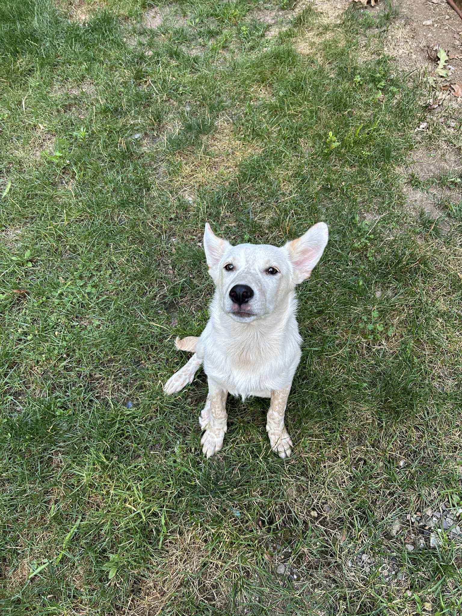 Ghost