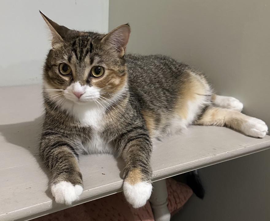 Enlarge Chia, a Adoptable Domestic Short Hair in Buffalo, NY image 1/2