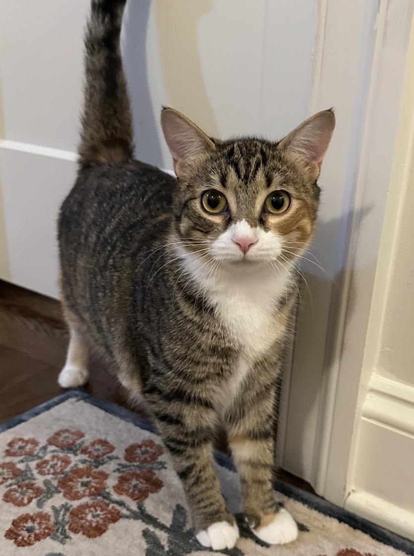 Enlarge Chia, a Adoptable Domestic Short Hair in Buffalo, NY image 2/2