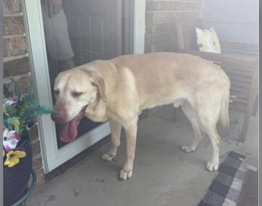 Baxter, a Adoptable Yellow Labrador Retriever in Valley Center, KS image 1/2