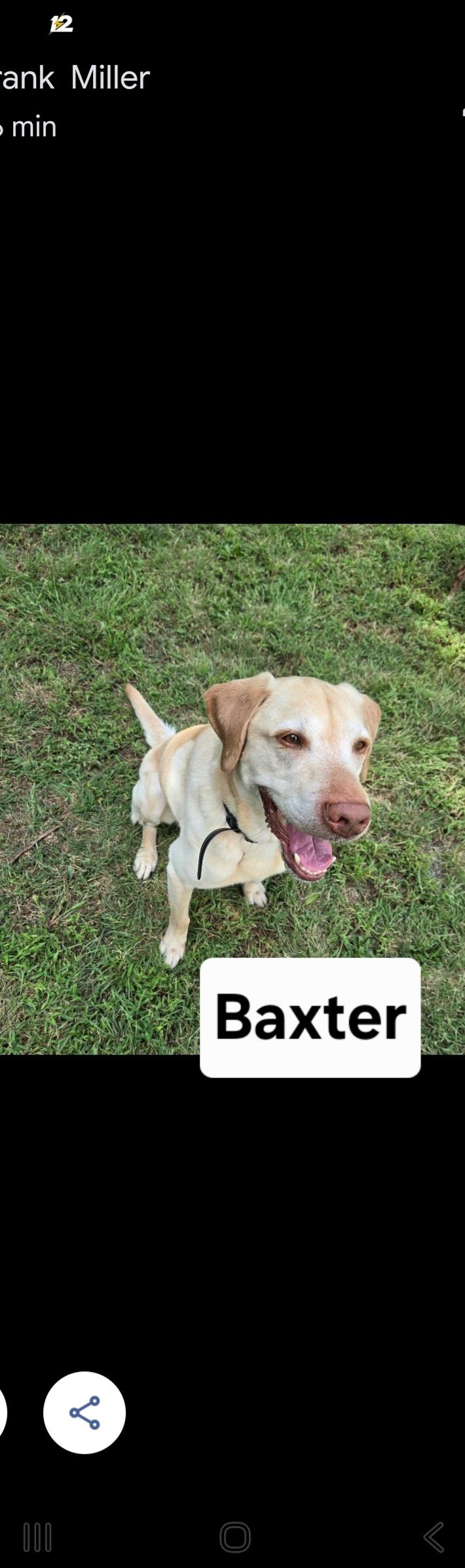 Baxter, a Adoptable Yellow Labrador Retriever in Valley Center, KS image 2/2
