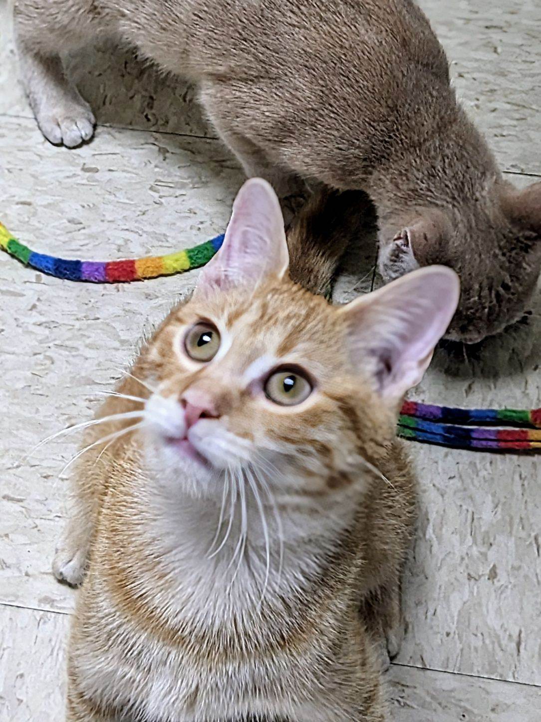 Cat for adoption Tater, a Domestic Short Hair in Greensboro, NC