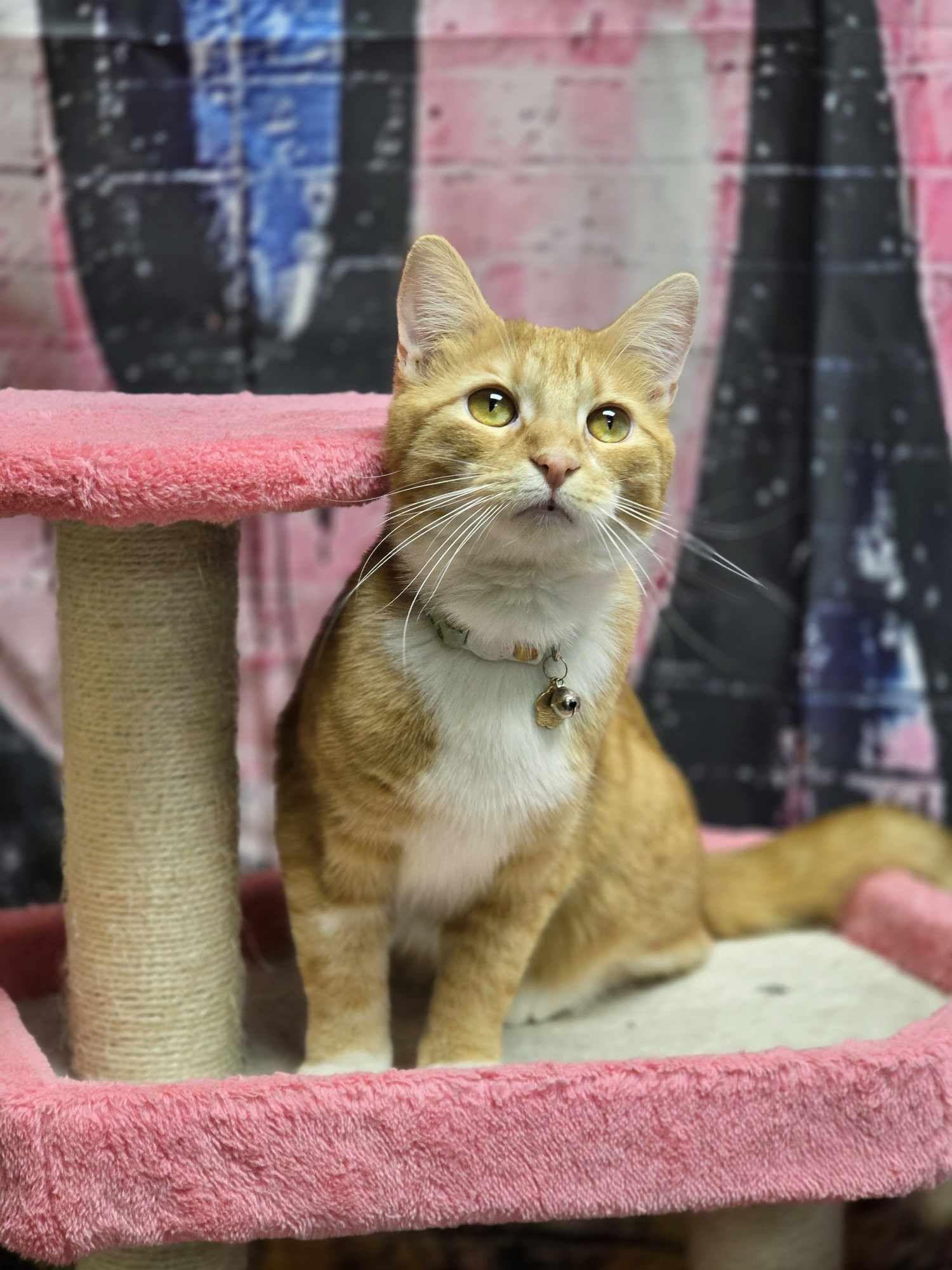 Keely, a Adoptable Domestic Short Hair in Effingham, IL image 1/3