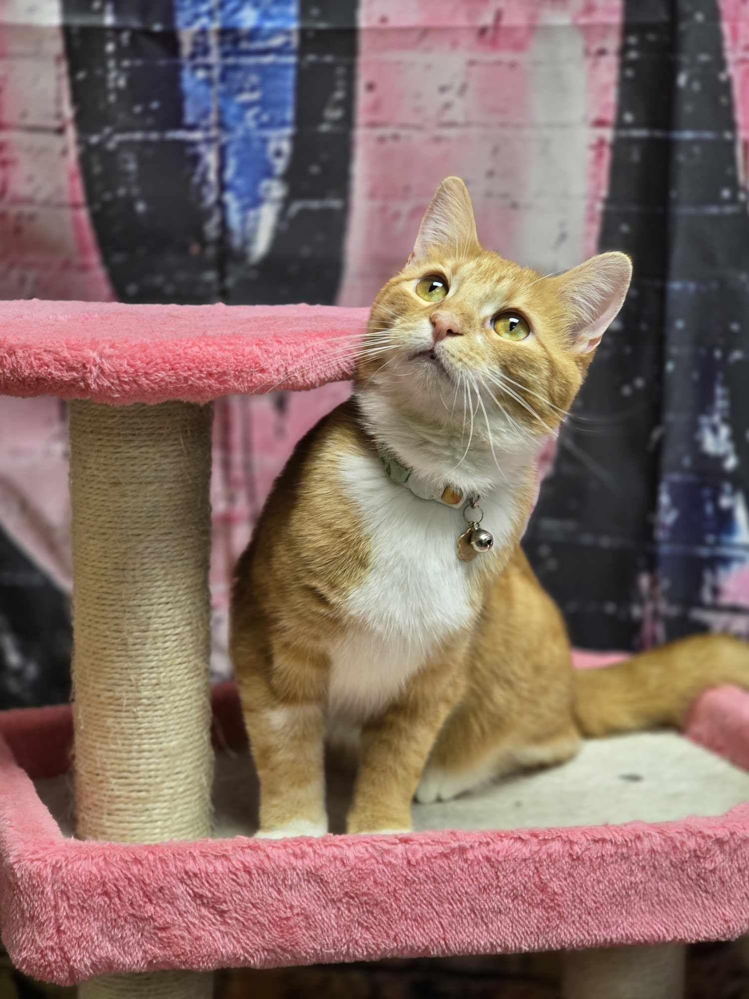 Keely, Adoptable, Adult Female Domestic Short Hair.