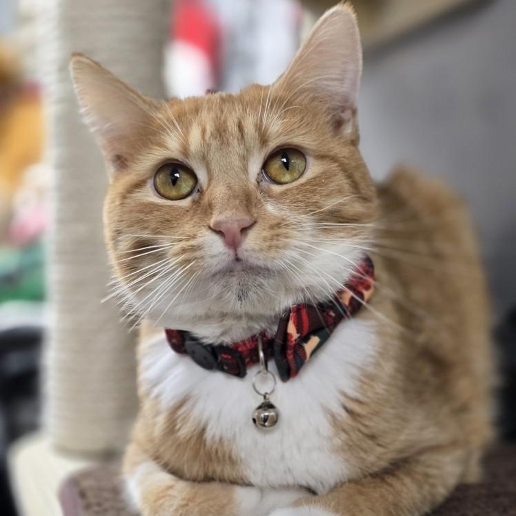 Keely, a Adoptable Domestic Short Hair in Effingham, IL image 3/3