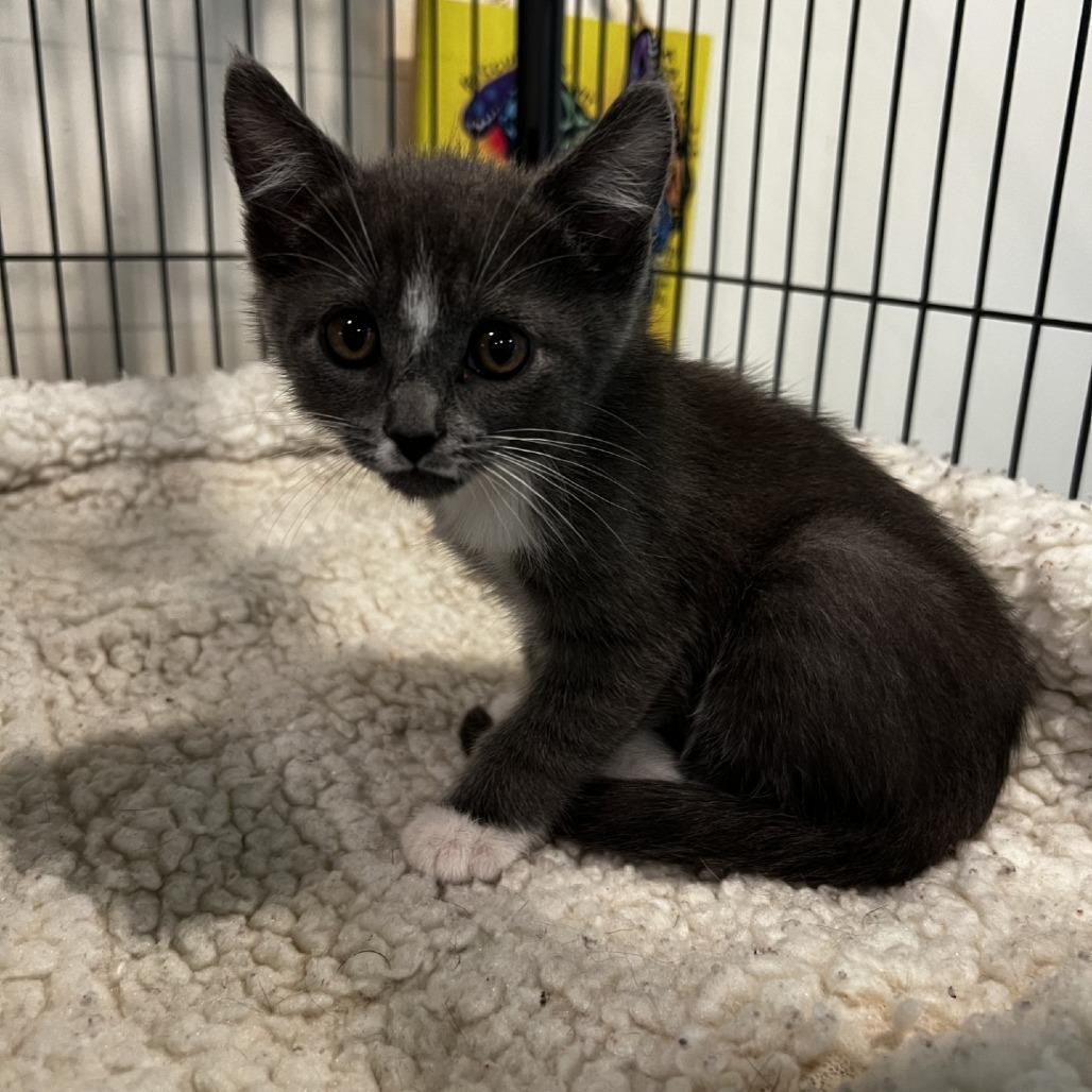 Matilda, Adoptable, Kitten Female Domestic Short Hair.
