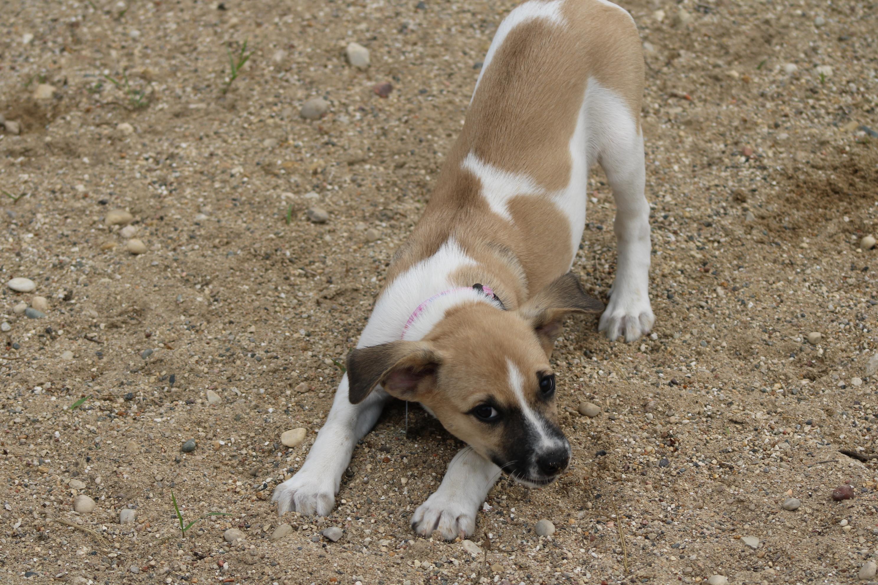 Enlarge Paisley, a Adopted mixed breed in Waukesha , WI image 3/3