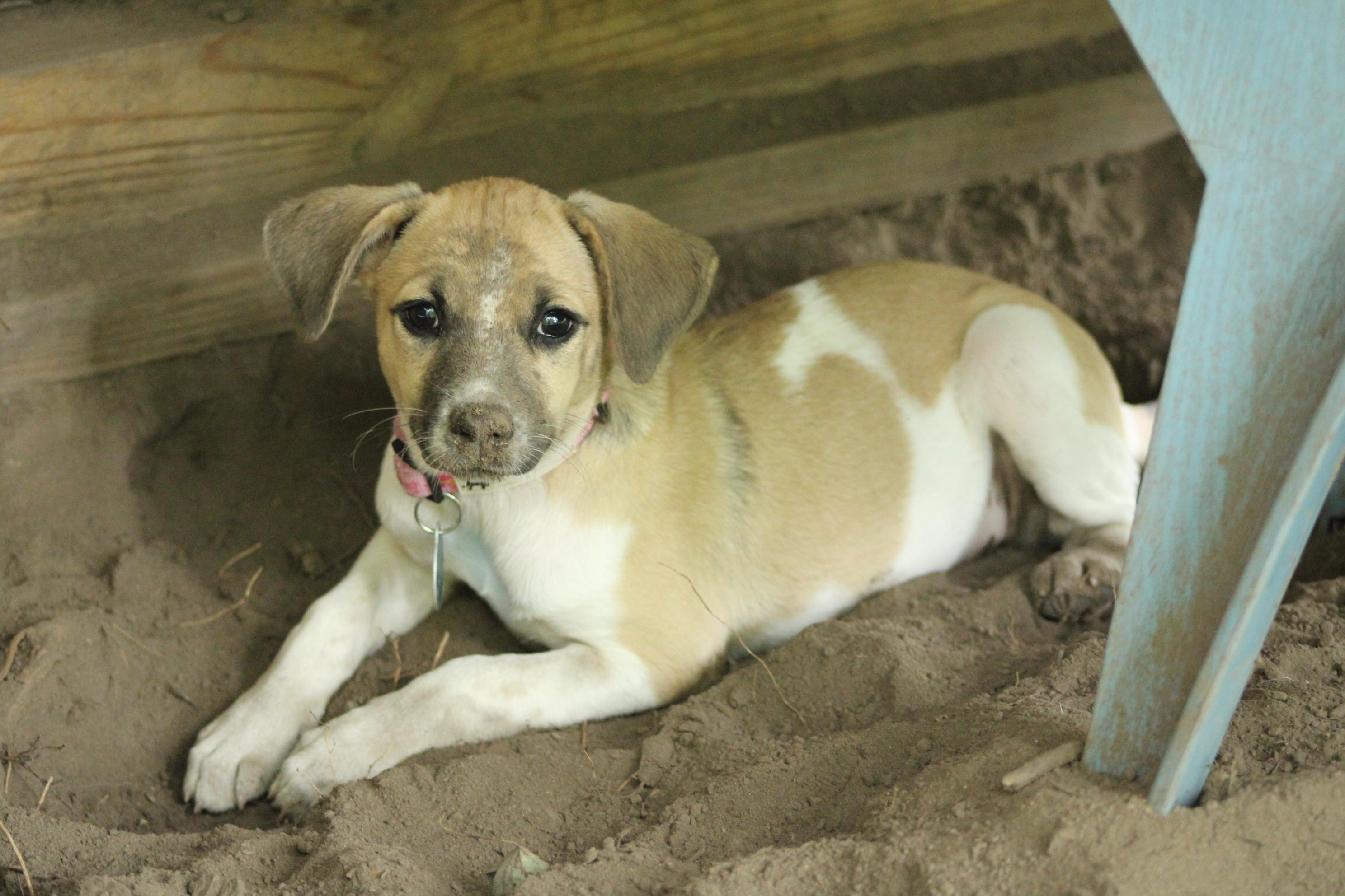 Enlarge Paisley, a Adopted mixed breed in Waukesha , WI image 2/3