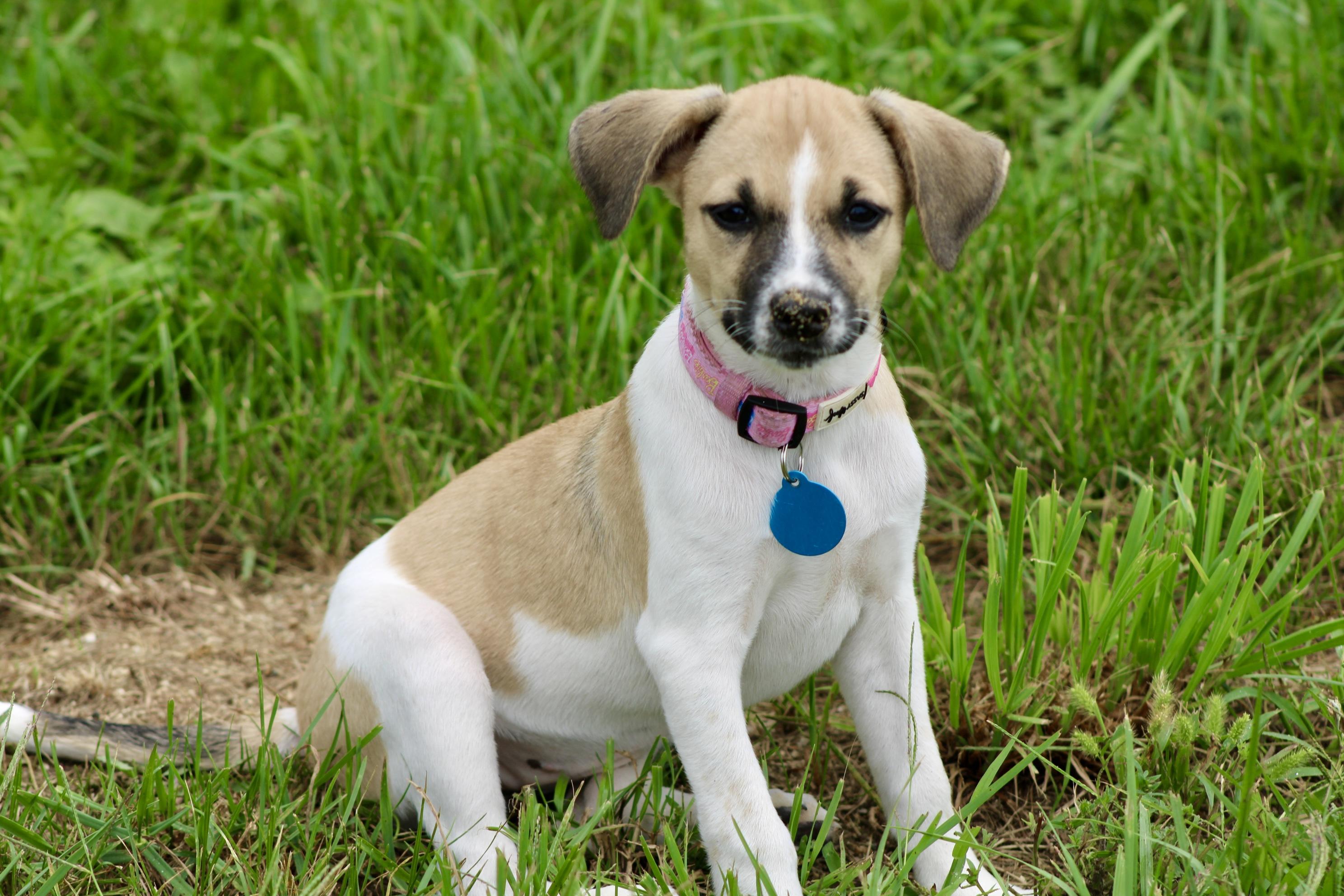 Paisley, Adopted, Young Female Terrier.