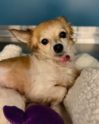 Enlarge Miso, a Adoptable mixed breed in Saint Petersburg, FL image 1/1