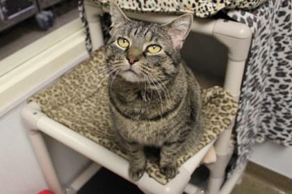Munchkin, Adoptable, Adult Female Domestic Short Hair & Domestic Short Hair.
