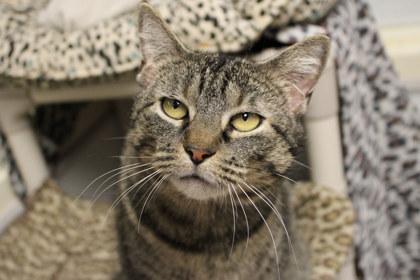 Enlarge Munchkin, a Adoptable mixed breed in Kansas City, MO image 2/3