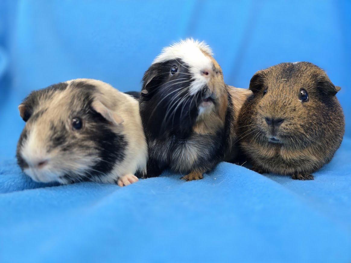 Enlarge Coco, Moo, Gus Gus, a Adoptable Guinea Pig in Baton Rouge, LA image 1/3