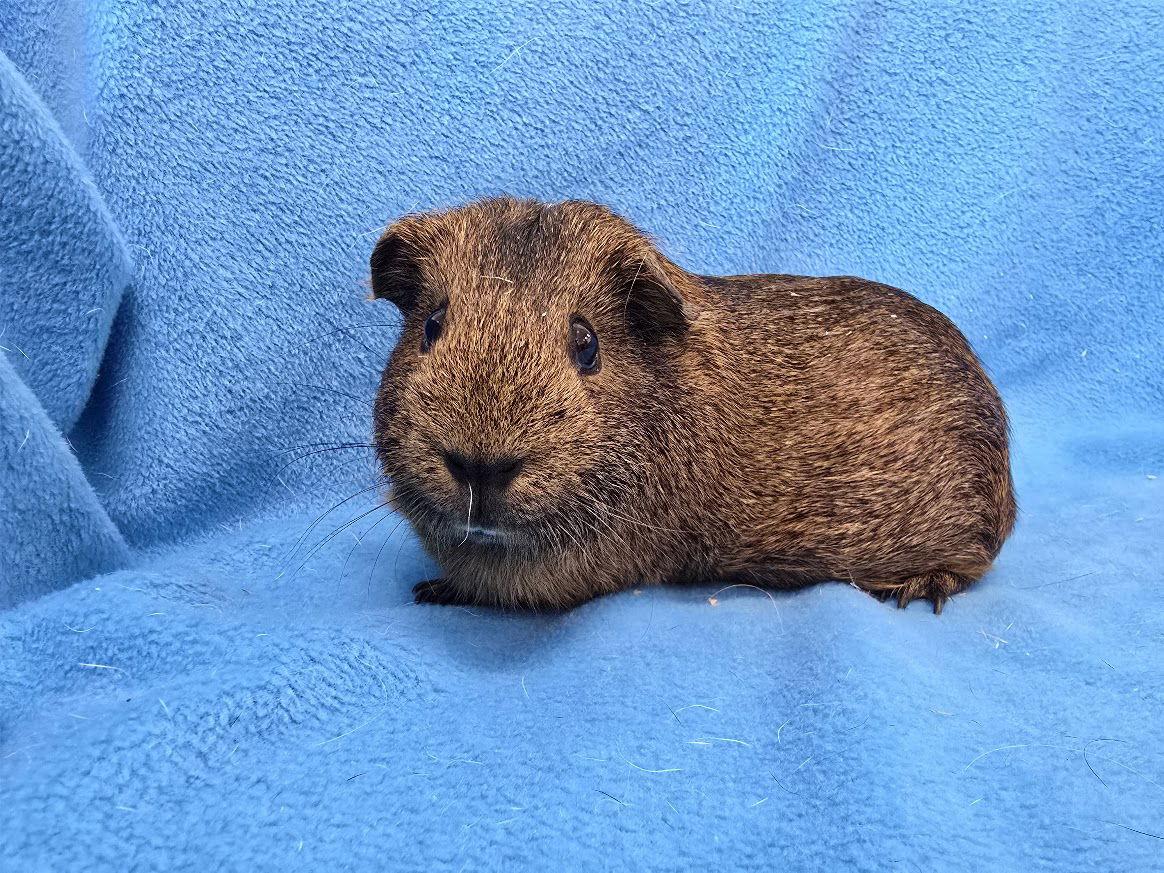 Coco, Moo, Gus Gus, Adoptable, Adult Female Guinea Pig.