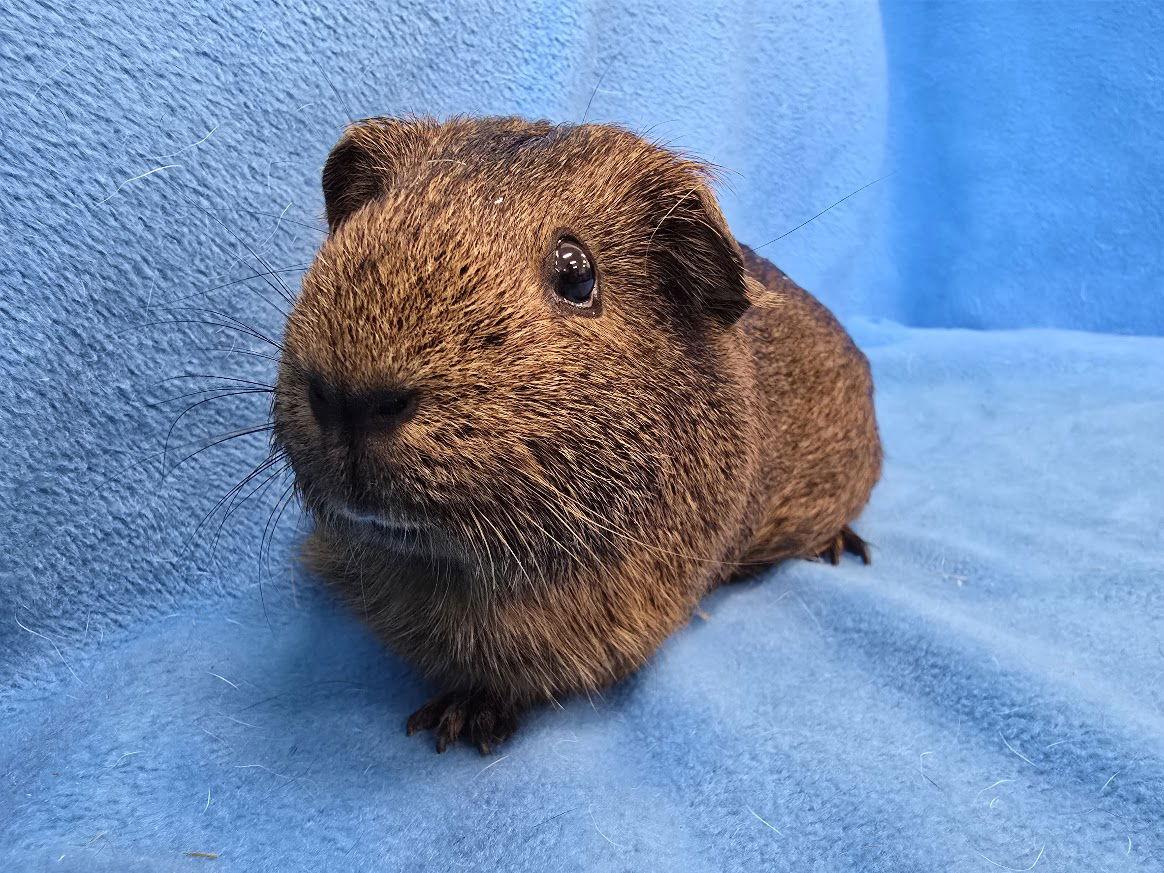 Enlarge Coco, Moo, Gus Gus, a Adoptable Guinea Pig in Baton Rouge, LA image 3/3