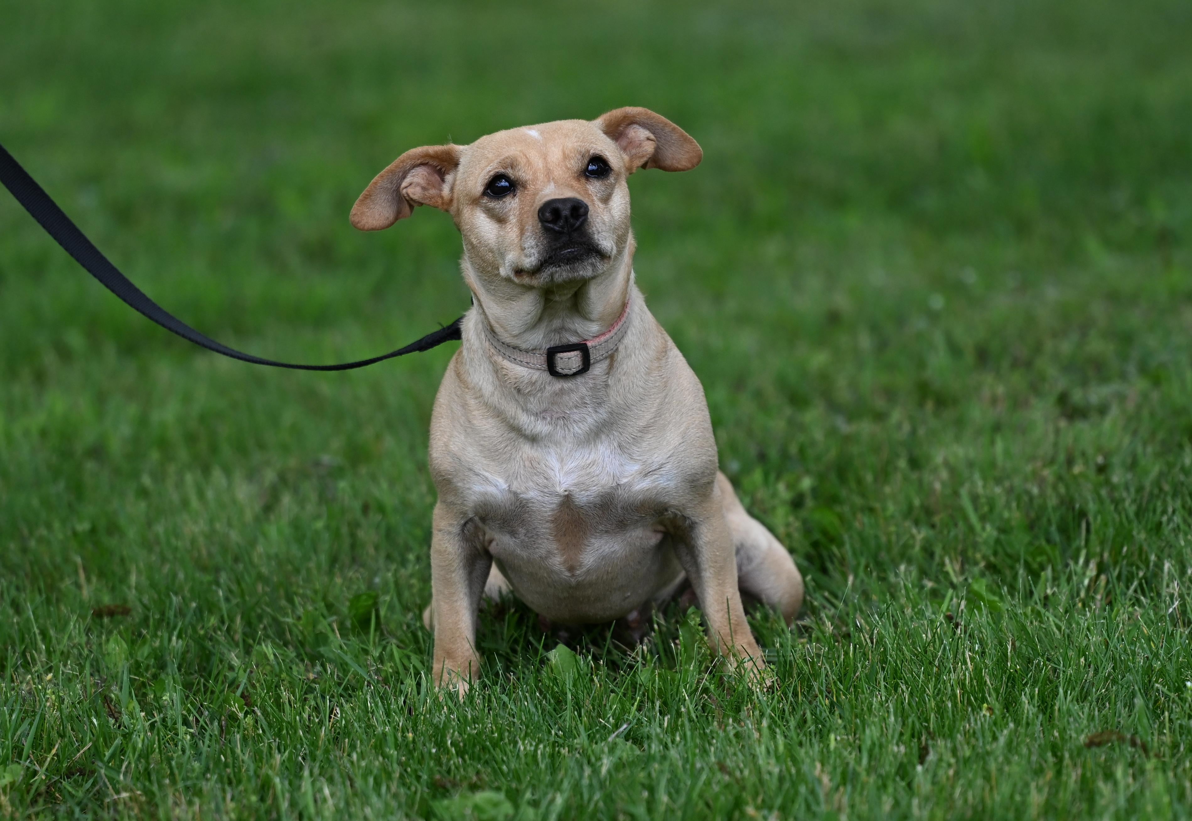 Miley, Adult Female unknown