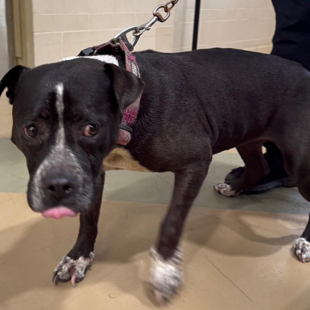 Enya, Adoptable, Adult Female Mixed Breed.