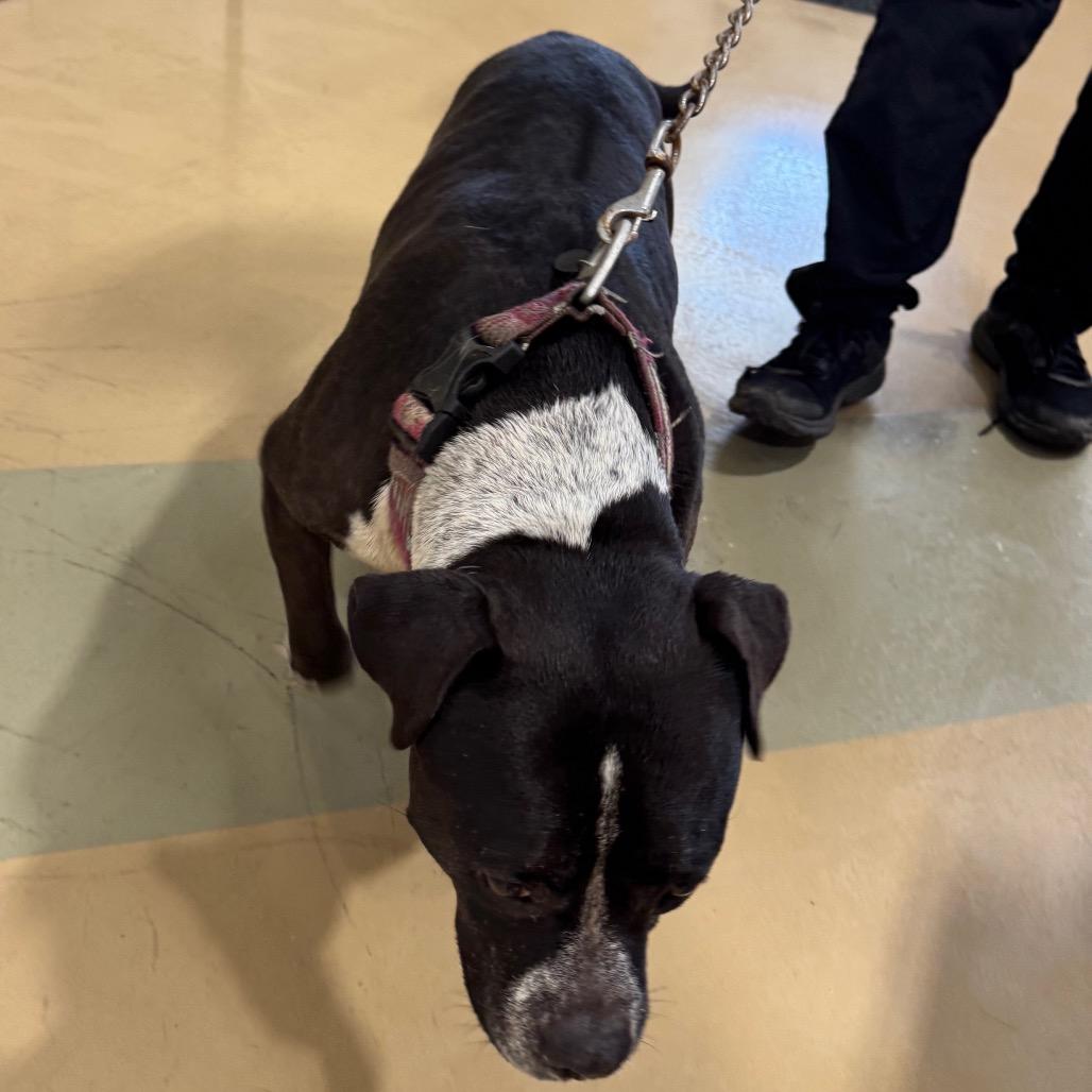 Enlarge Enya, a Adoptable Mixed Breed in Winston-Salem, NC image 2/2