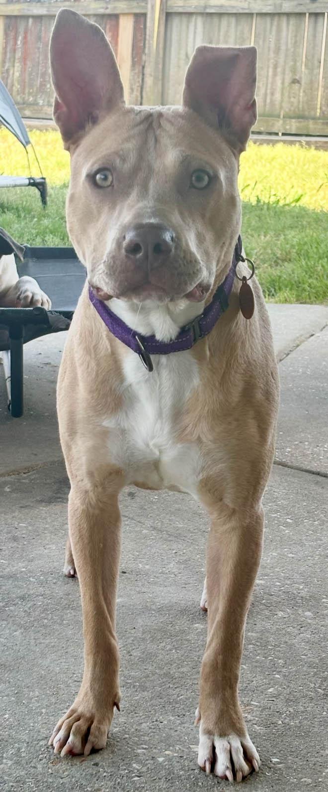 Bert, a Adoptable mixed breed in Plaquemine, LA image 3/4