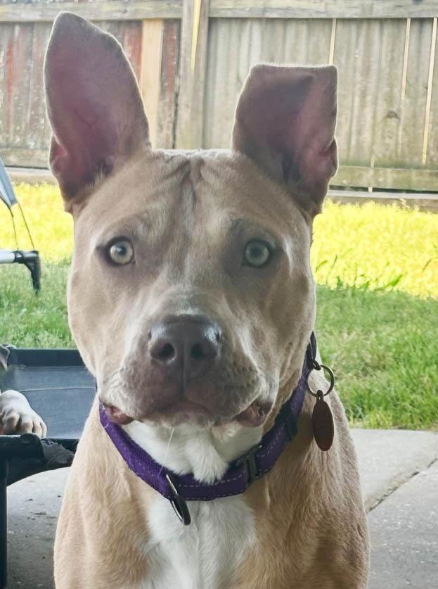 Bert, Adoptable, Young Male Pit Bull Terrier.