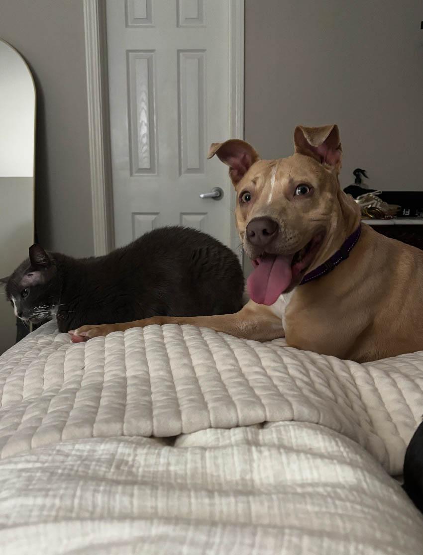 Bert, a Adoptable mixed breed in Plaquemine, LA image 2/4