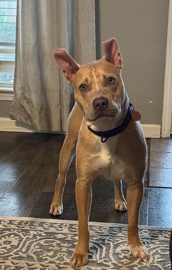 Bert, a Adoptable mixed breed in Plaquemine, LA image 4/4