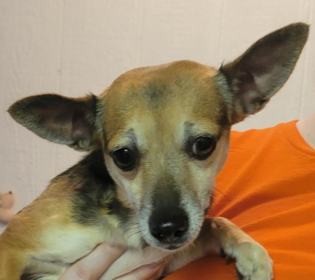 Enlarge Stacey, a ADOPTABLE mixed breed in Milford, MI image 2/3