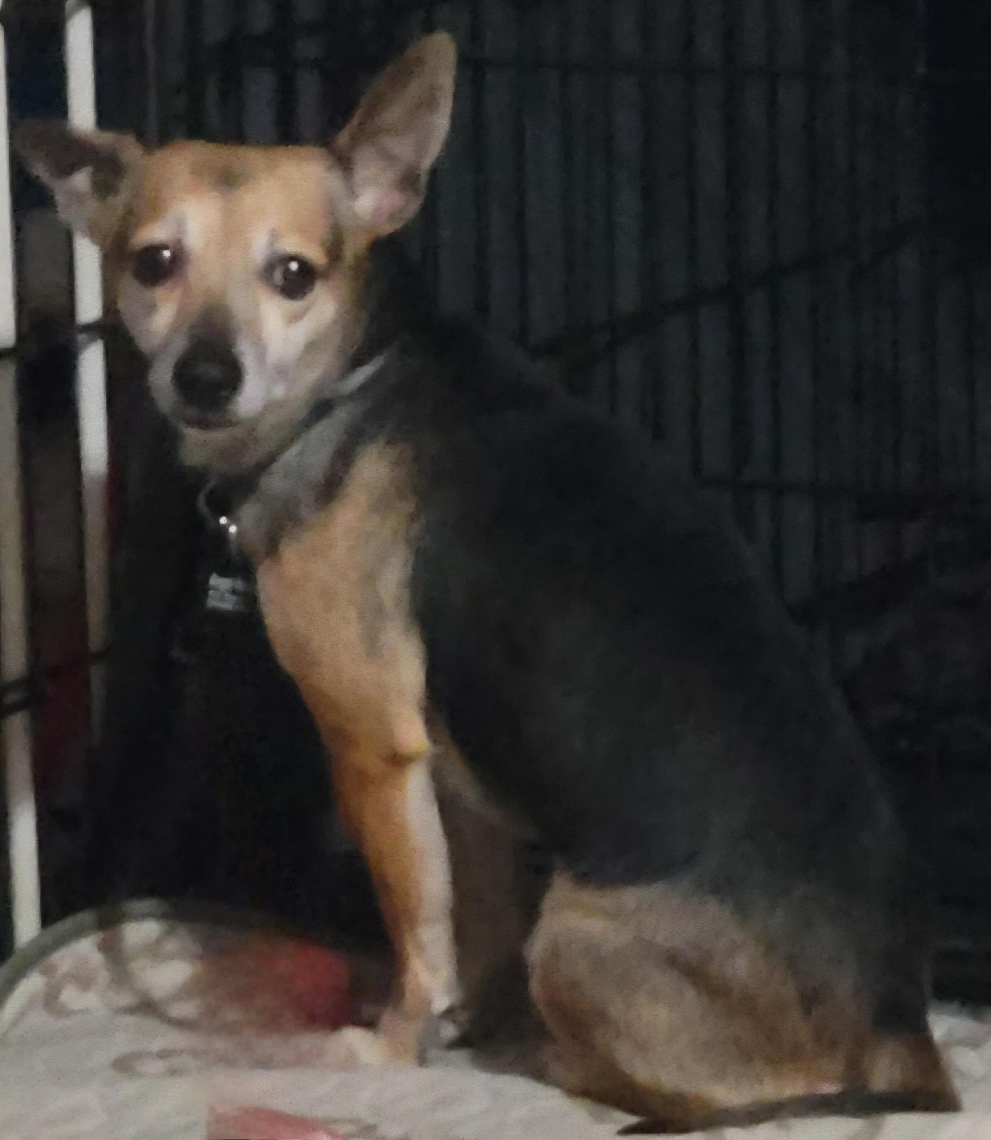 Enlarge Stacey, a ADOPTABLE mixed breed in Milford, MI image 3/3