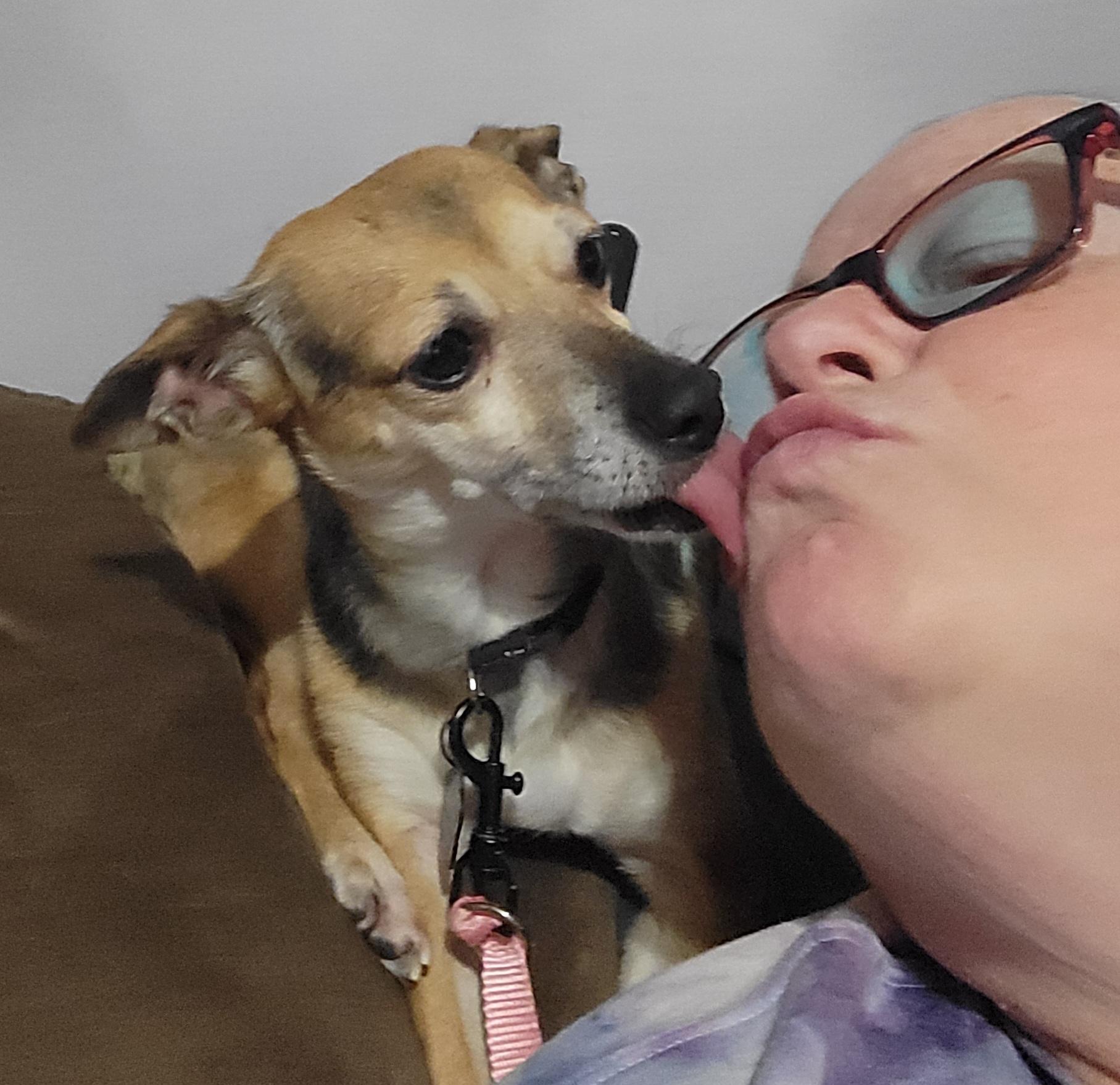 Stacey, ADOPTABLE, Adult Female Chihuahua.