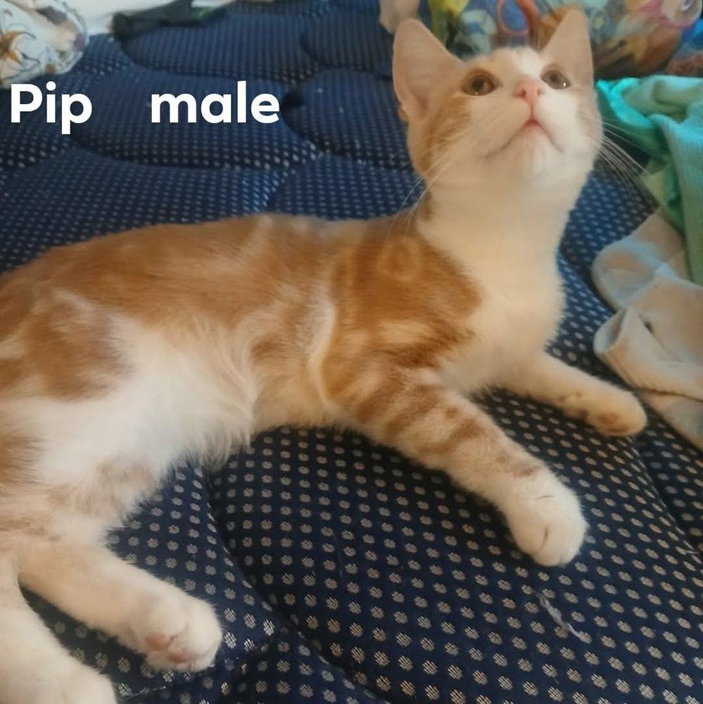 Enlarge Pip, a Adoptable mixed breed in Bremen, OH image 1/1