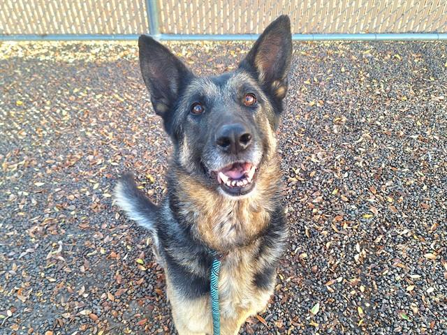 TRIXIE, Adoptable, Adult Female German Shepherd Dog.